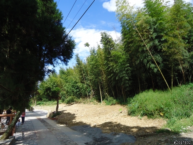 11/6阿里山之戀(登奮起湖大凍山及隙頂二延平步道)