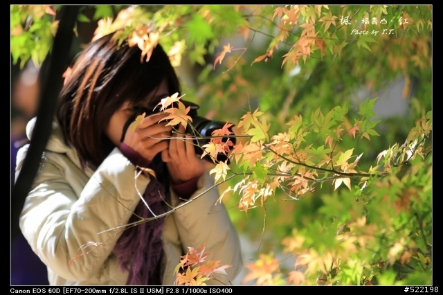分享：2011-11-24 福壽山楓紅