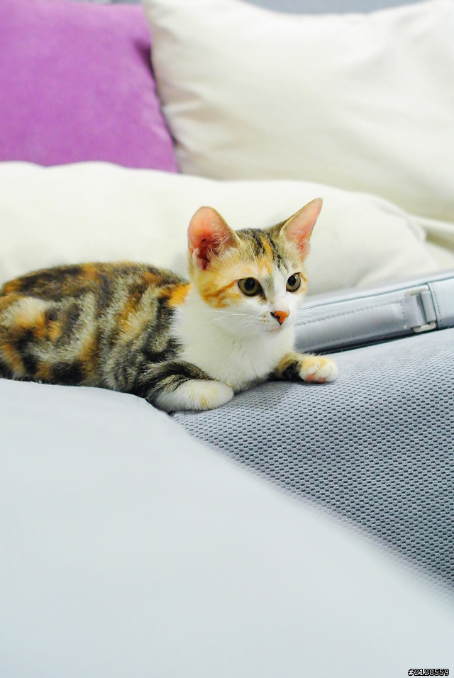 Nikon V1 + PC-E 24mm, Sigma 24.8 +85.8測試