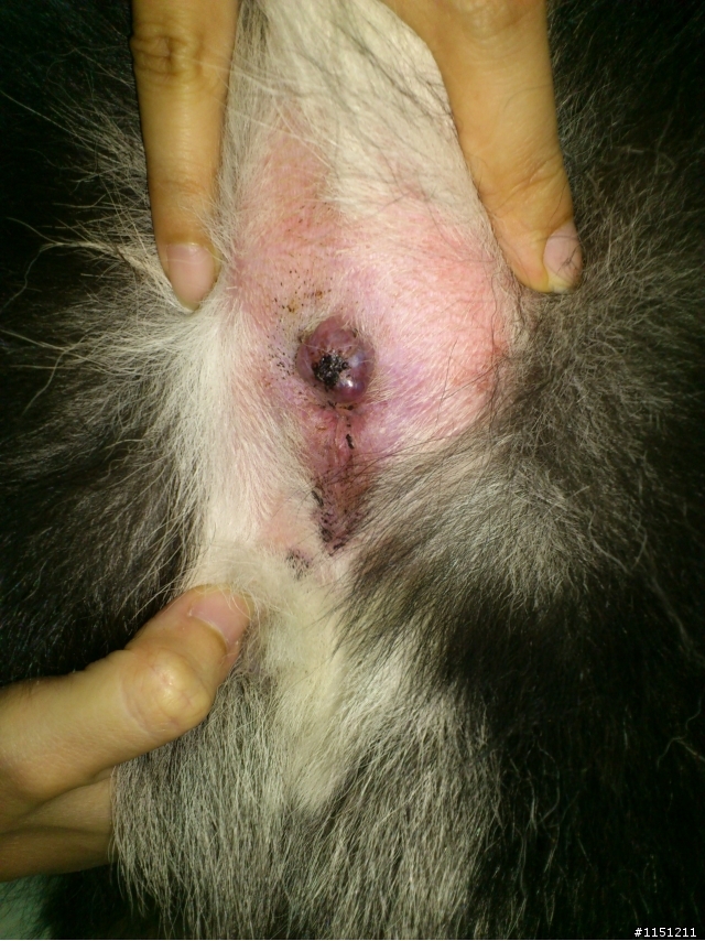 請問~母犬圍肛腺腫瘤