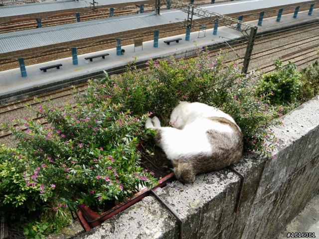 走吧 今天去瑞雙公路看貓去