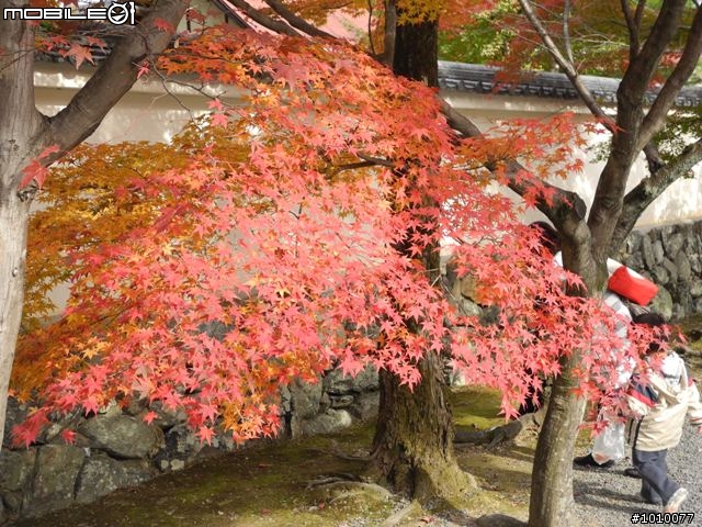 京都--嵐山 紅葉(楓葉)