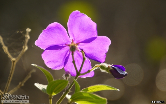 山徒路狹的朱銘美術館...