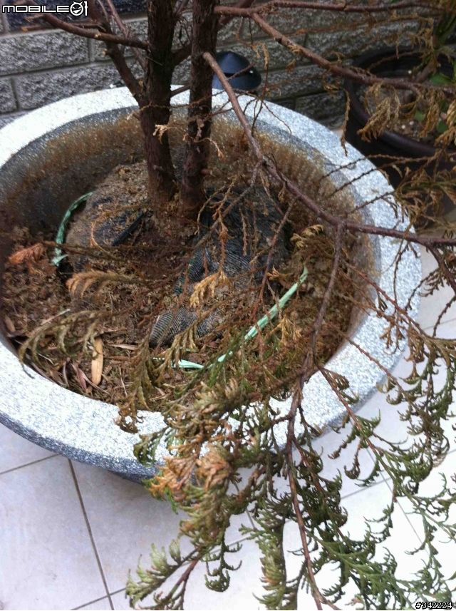 這棵樹怎麼了?(11/25更新)