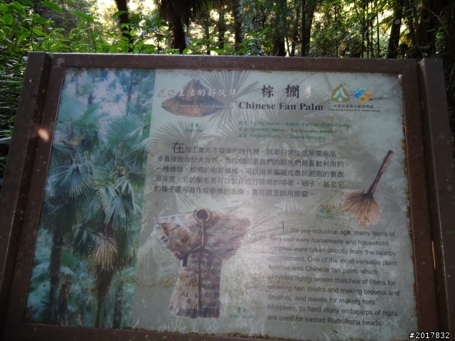 11/6阿里山之戀(登奮起湖大凍山及隙頂二延平步道)