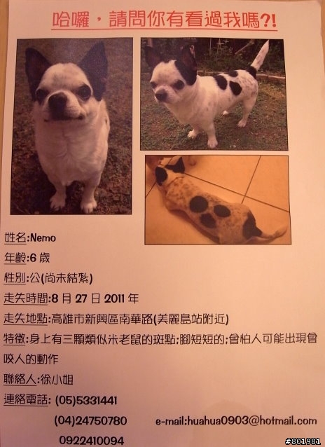 高雄市新興區走失黑白短毛吉娃娃