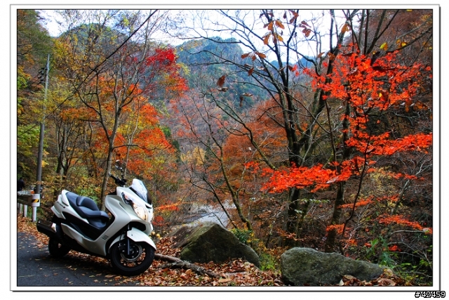[SKYWAVE TYPE-S]奥秩父中津峡紅葉之旅