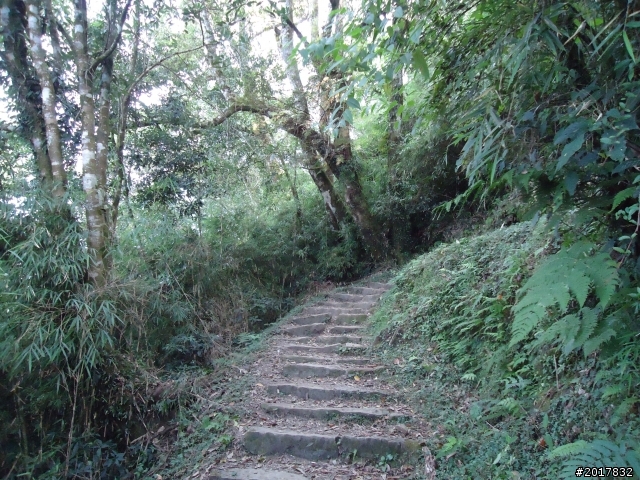 11/6阿里山之戀(登奮起湖大凍山及隙頂二延平步道)