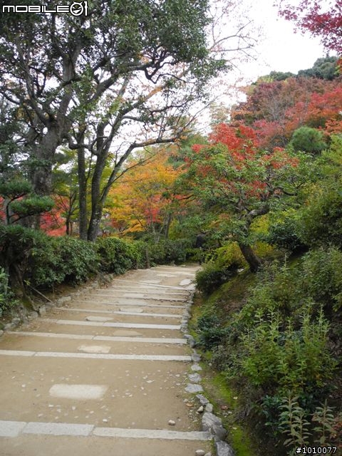 京都--嵐山 紅葉(楓葉)