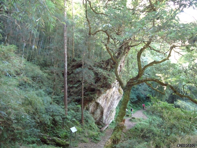11/6阿里山之戀(登奮起湖大凍山及隙頂二延平步道)