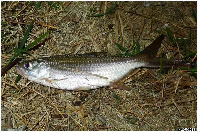 後勁溪亂搞搞 不知名鰻魚請求大師解惑