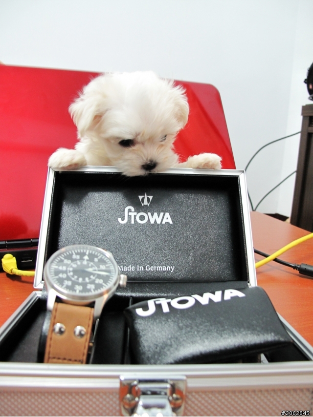 【開箱】""STOWA""" Flieger Baumuster B