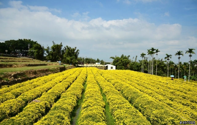 2011 苗栗 . 銅鑼杭菊季