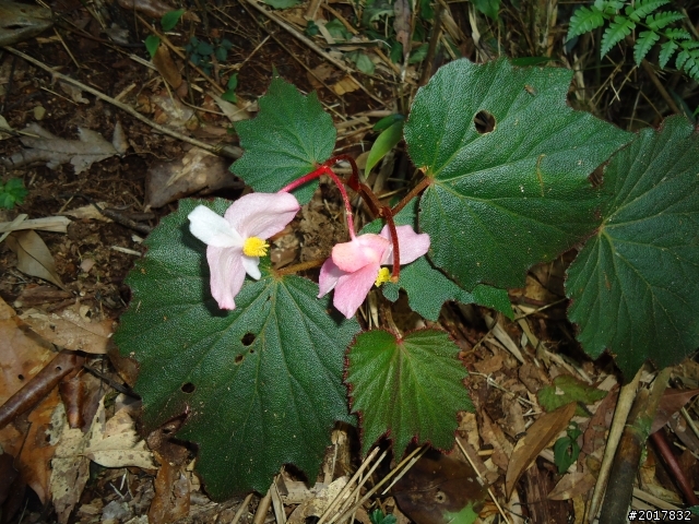 11/6阿里山之戀(登奮起湖大凍山及隙頂二延平步道)