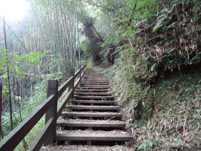 11/6阿里山之戀(登奮起湖大凍山及隙頂二延平步道)