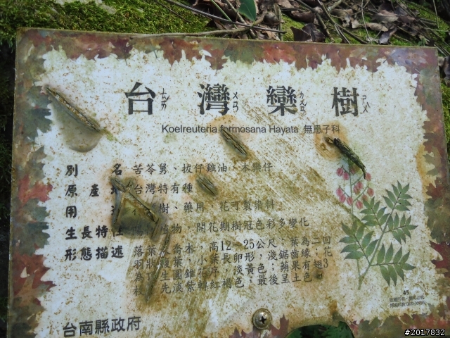 11/28悠遊台南第一高峰關仔嶺大棟山