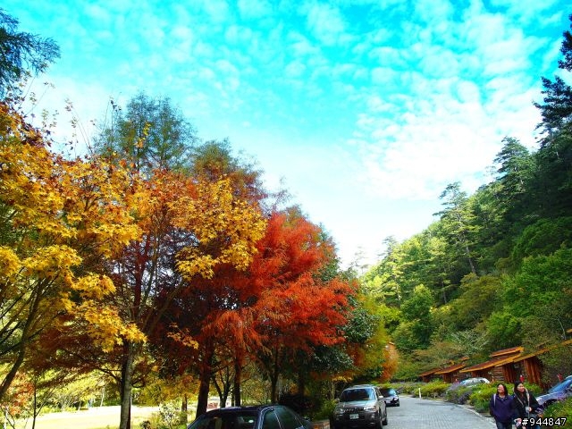 秋楓到冬楓...2011/11/06武陵and福壽山,11/12石門水庫,11/27武陵and福壽山~2012/01/01桃源仙谷,01/08尖石秀巒