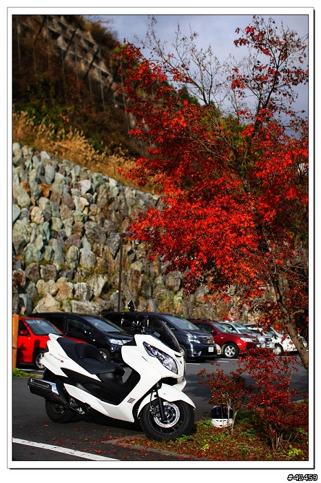 [SKYWAVE TYPE-S]奥秩父中津峡紅葉之旅