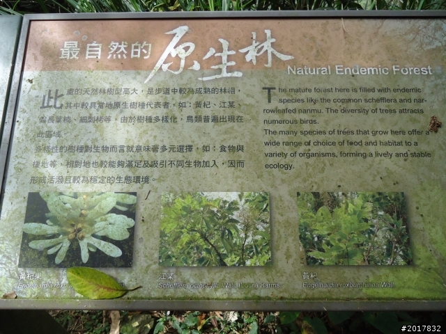 11/6阿里山之戀(登奮起湖大凍山及隙頂二延平步道)