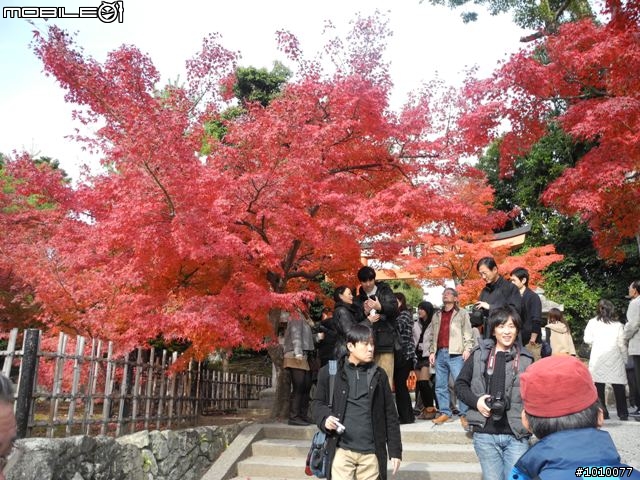 京都--嵐山 紅葉(楓葉)