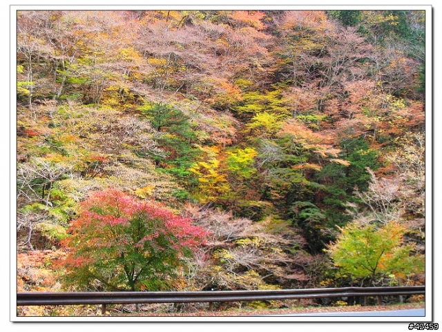 [SKYWAVE TYPE-S]奥秩父中津峡紅葉之旅