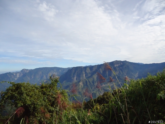 11/6阿里山之戀(登奮起湖大凍山及隙頂二延平步道)