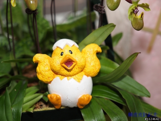 2011年新社花海開始了