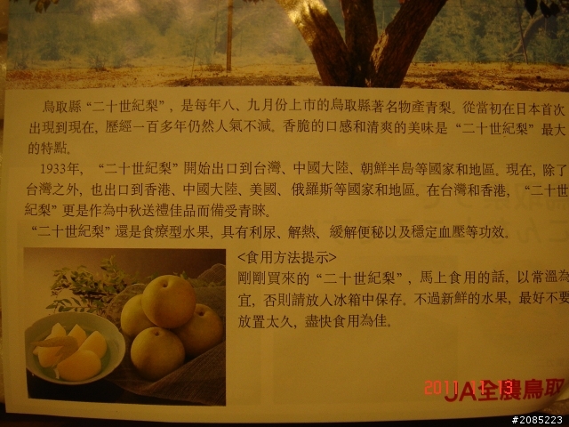 比拳頭大的鳥取梨