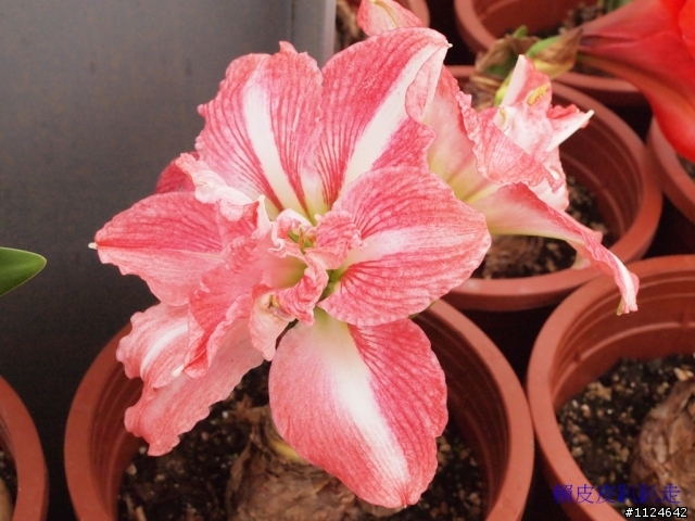 2011年新社花海開始了
