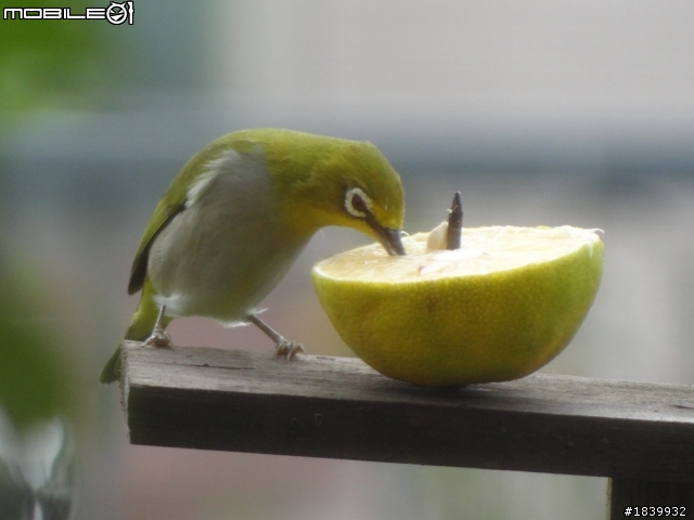 SONY HX-100V打鳥