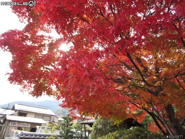 京都--嵐山 紅葉(楓葉)
