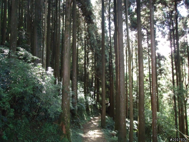 11/6阿里山之戀(登奮起湖大凍山及隙頂二延平步道)