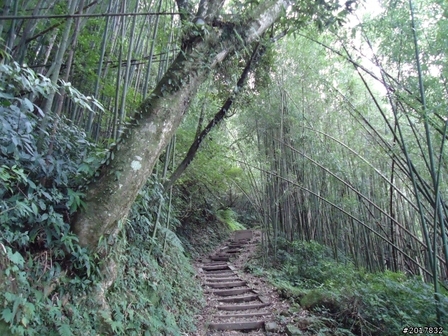 11/6阿里山之戀(登奮起湖大凍山及隙頂二延平步道)