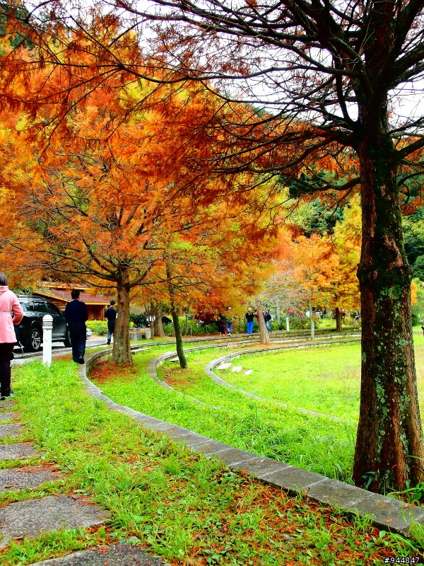 秋楓到冬楓...2011/11/06武陵and福壽山,11/12石門水庫,11/27武陵and福壽山~2012/01/01桃源仙谷,01/08尖石秀巒
