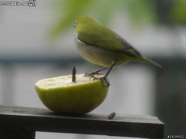 SONY HX-100V打鳥