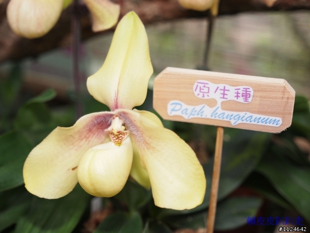 2011年新社花海開始了