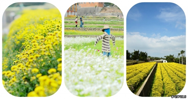 2011 苗栗 . 銅鑼杭菊季