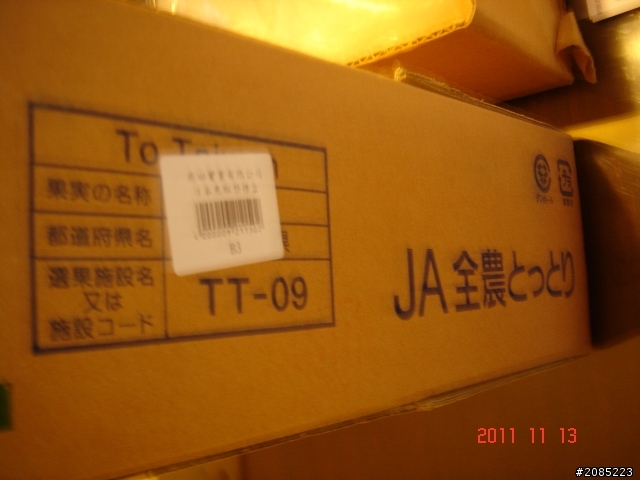比拳頭大的鳥取梨