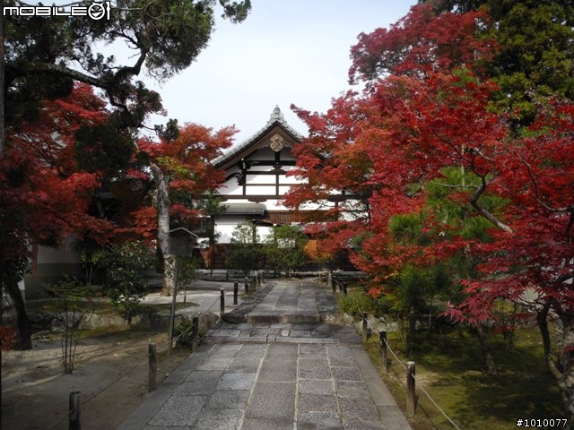 京都--嵐山 紅葉(楓葉)