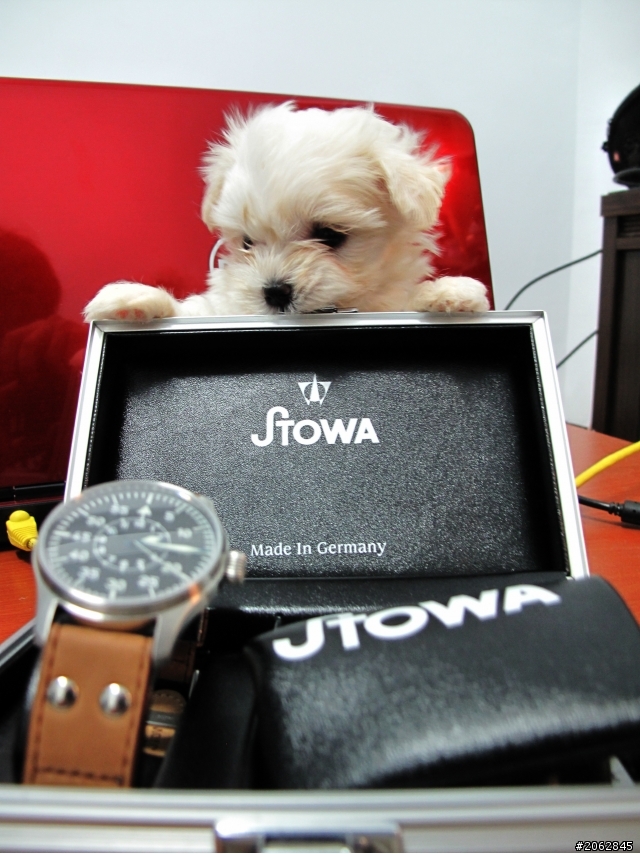 【開箱】""STOWA""" Flieger Baumuster B