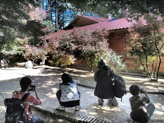 秋楓到冬楓...2011/11/06武陵and福壽山,11/12石門水庫,11/27武陵and福壽山~2012/01/01桃源仙谷,01/08尖石秀巒