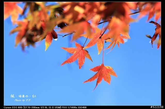 分享：2011-11-24 福壽山楓紅