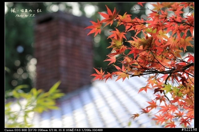 分享：2011-11-24 福壽山楓紅