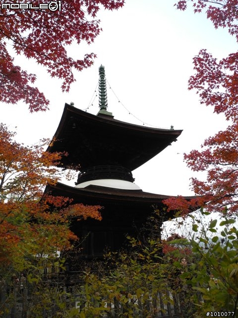 京都--嵐山 紅葉(楓葉)