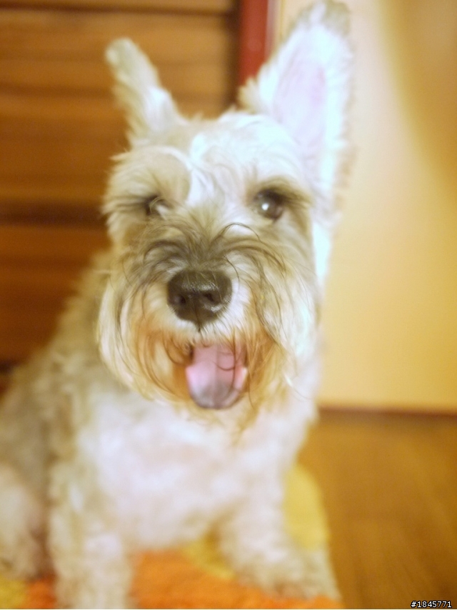 11/16 晚6點在台北車站拾獲女雪納瑞女生~新主人已接回,可愛小妞開始幸福新生活^^