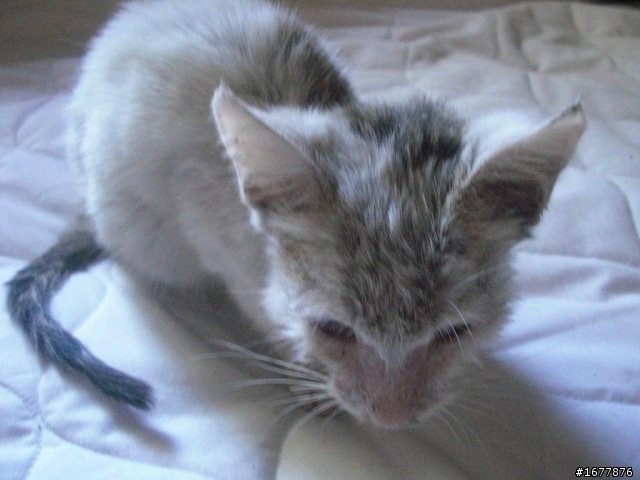 流浪貓也會變的很可愛唷^______^