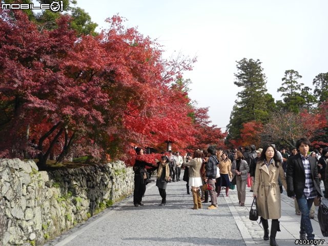 京都--嵐山 紅葉(楓葉)