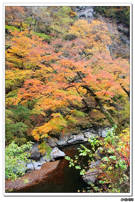 [SKYWAVE TYPE-S]奥秩父中津峡紅葉之旅