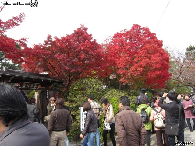 京都--嵐山 紅葉(楓葉)