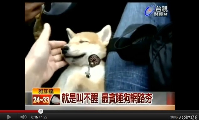 這狗也太可愛了吧~So Cute